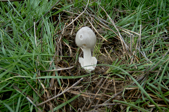 Amanita phalloides ?