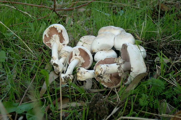 Amanita phalloides ?