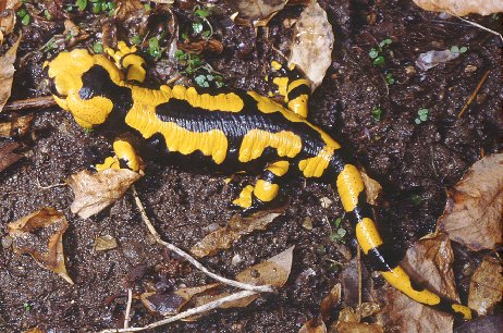 Salamandra salamandra gigliolii