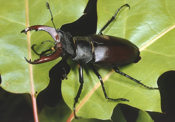 Cervo volante - Lucanus cervus