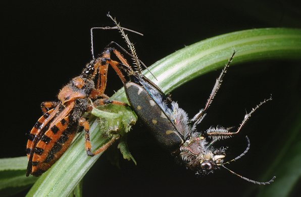 Rhynocoris iracundus, Lophyridia littoralis nemoralis