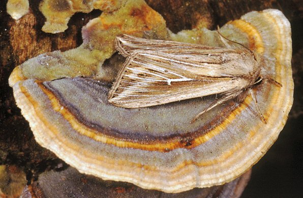 Funghi o farfalle?