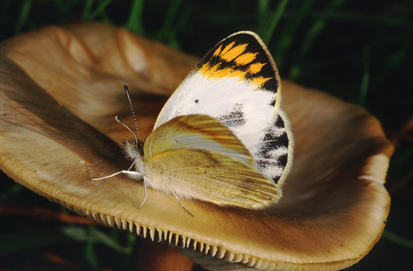 Funghi o farfalle?