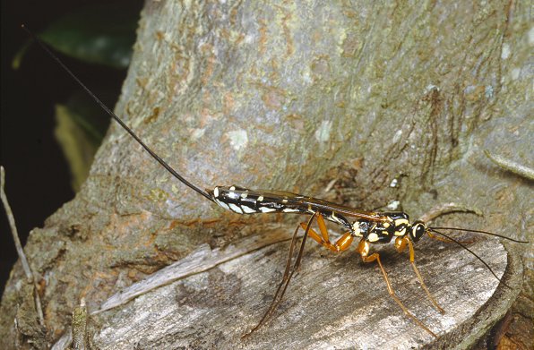 Rhyssa persuasoria