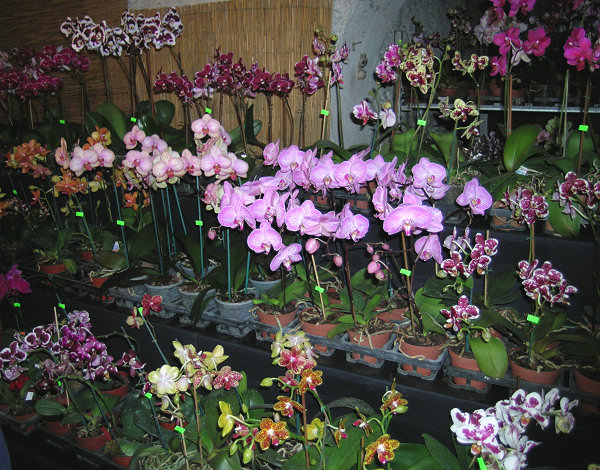 Orchidee a Monteporzio