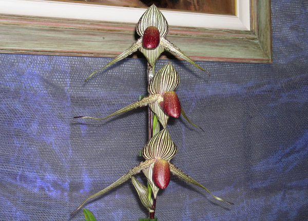 Orchidee a Monteporzio