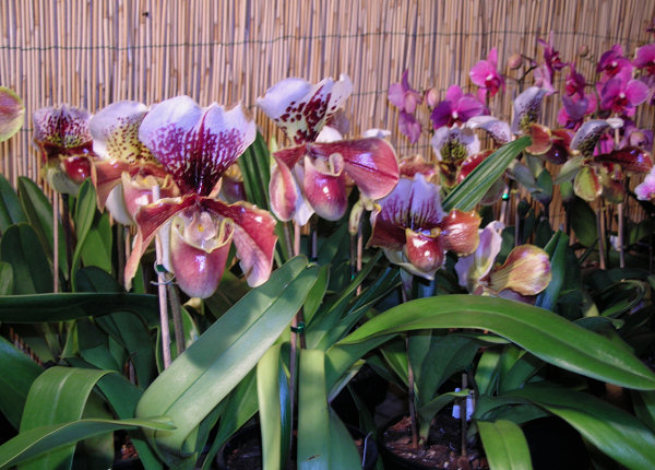 Orchidee a Monteporzio