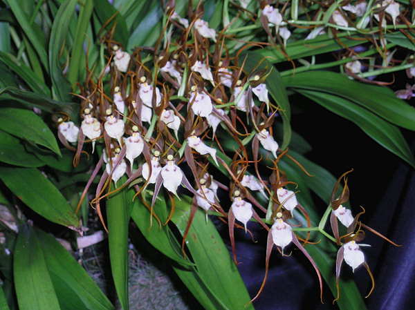 Orchidee a Monteporzio
