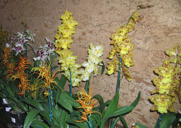 Orchidee a Monteporzio