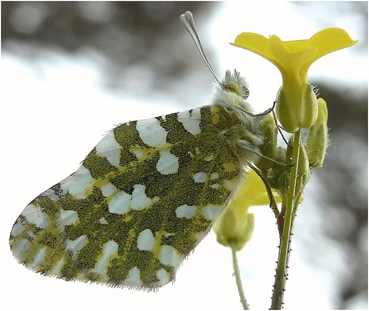 Euchloe ausonia, Anthocharis cardamines e Pontia edusa