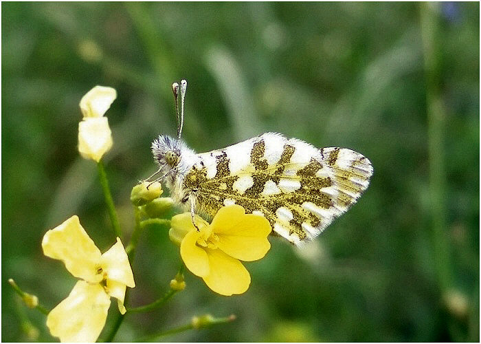 Euchloe ausonia, Anthocharis cardamines e Pontia edusa