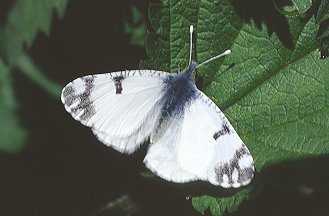 Euchloe ausonia, Anthocharis cardamines e Pontia edusa