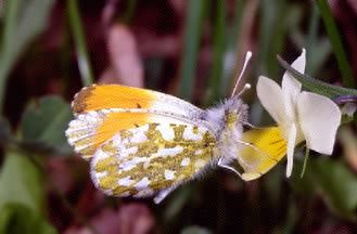 Euchloe ausonia, Anthocharis cardamines e Pontia edusa