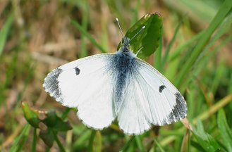 Euchloe ausonia, Anthocharis cardamines e Pontia edusa