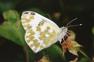 Euchloe ausonia, Anthocharis cardamines e Pontia edusa