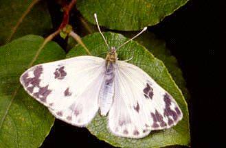 Euchloe ausonia, Anthocharis cardamines e Pontia edusa