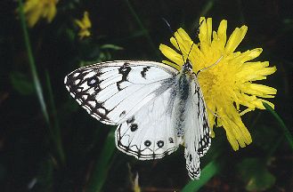 Melanargia arge