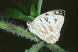 Melanargia arge