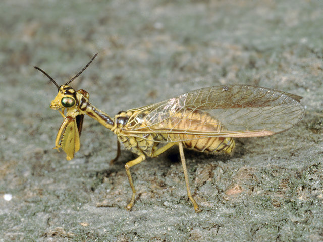 Mantispa aphavexelthe