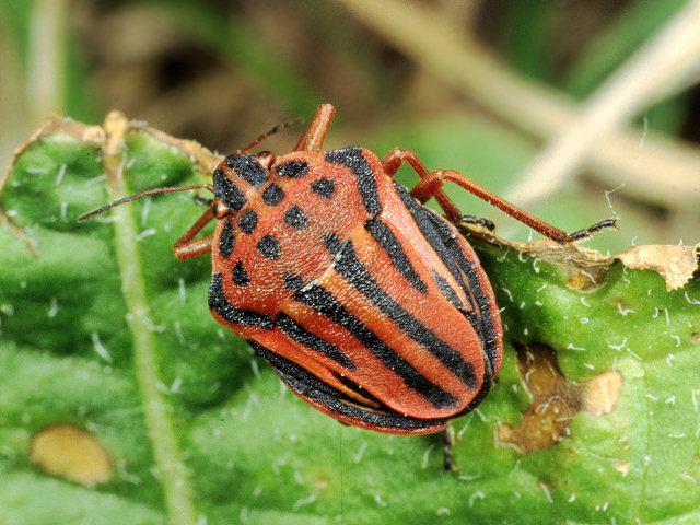 Velia rivulorum, Graphosoma semipunctatum, Pentatoma rufipes