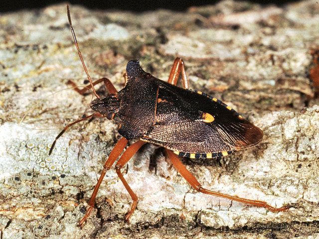 Velia rivulorum, Graphosoma semipunctatum, Pentatoma rufipes