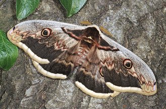 Saturnia pyri - Saturnidae..........dal Trentino