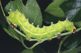 Saturnia pyri - Saturnidae..........dal Trentino