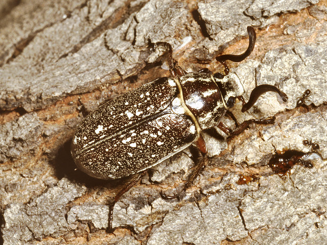 Polyphylla fullo e Polyphylla ragusae