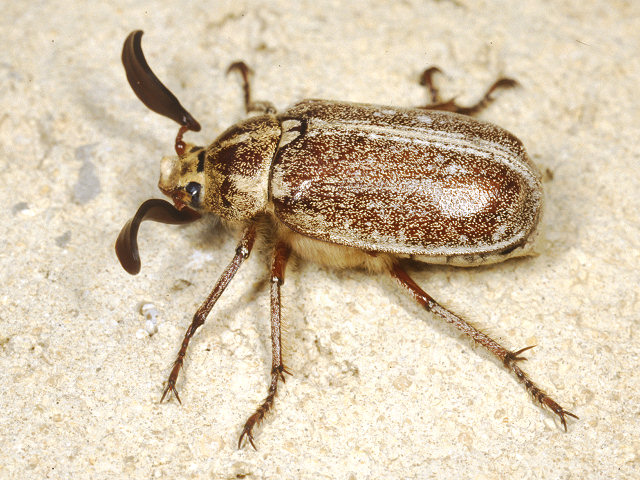 Polyphylla fullo e Polyphylla ragusae