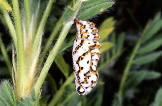 Melitaea didyma e Coriomeris denticulatus