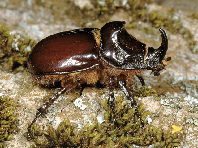 Dynastidae italiani