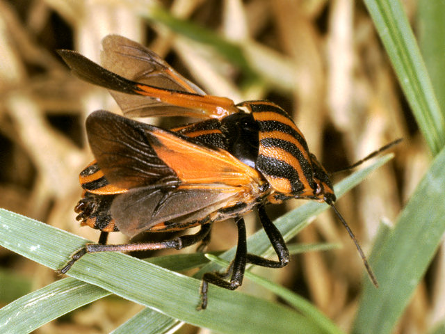 Velia rivulorum, Graphosoma semipunctatum, Pentatoma rufipes