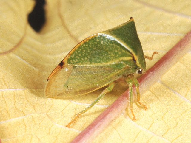 Velia rivulorum, Graphosoma semipunctatum, Pentatoma rufipes