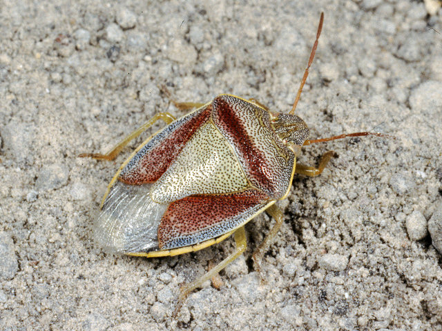 Velia rivulorum, Graphosoma semipunctatum, Pentatoma rufipes