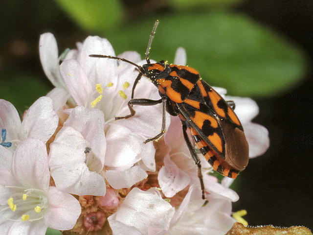 Spilostethus pandurus, S. saxatilis (Heteroptera, Lygaeidae)