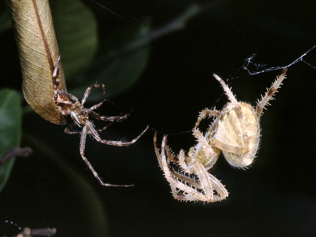 Nuctenea, Cyrtarachne, Araneus in corteggiamento, Cyrtophora