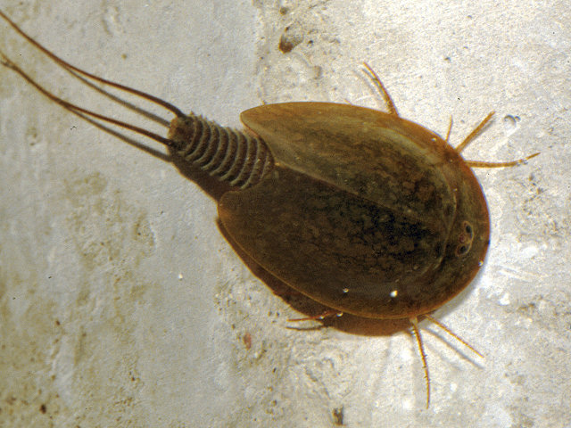 Triops cancriformes