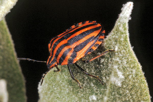 Graphosoma lineatum e Reduvius personatus