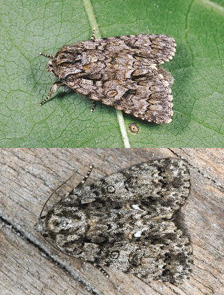 bruchi di Lasiocampa trifolii e Acronicta rumicis