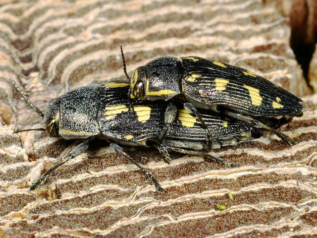 Buprestis novemmaculata