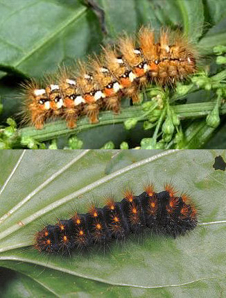 bruchi di Lasiocampa trifolii e Acronicta rumicis