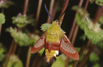 Macroglossum stellatarum, Hemaris fuciformis