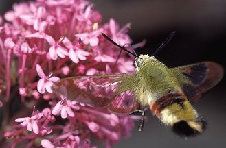 Macroglossum stellatarum, Hemaris fuciformis