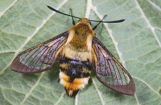 Macroglossum stellatarum, Hemaris fuciformis