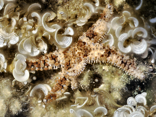 Coscinasterias tenuispina (Lamarck, 1816)