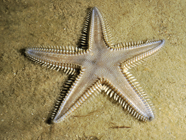 Astropecten platyacanthus (Philippi, 1837)