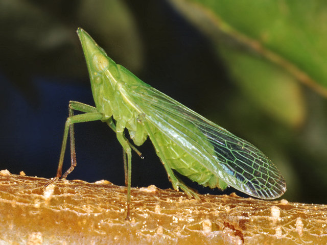 Dictyophara europaea (Homoptera, Dictyopharidae)