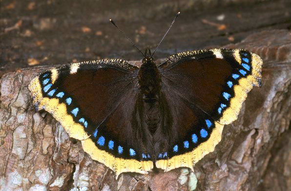 Dictyophara europaea (Homoptera, Dictyopharidae)