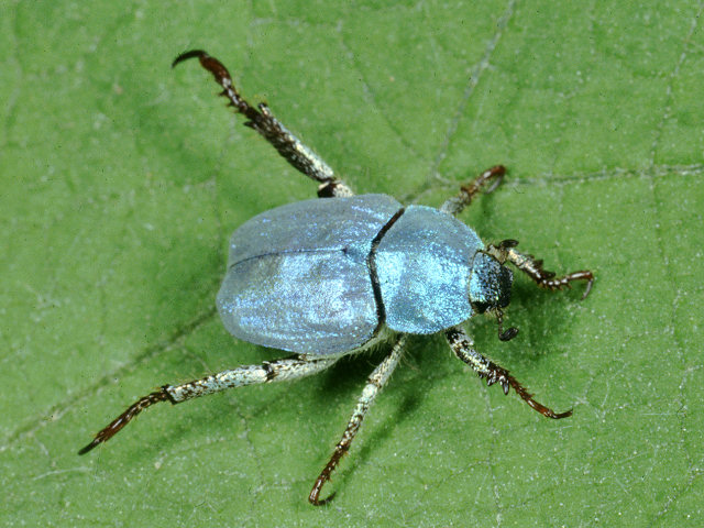 Hoplia farinosa e coerulea: argentea!