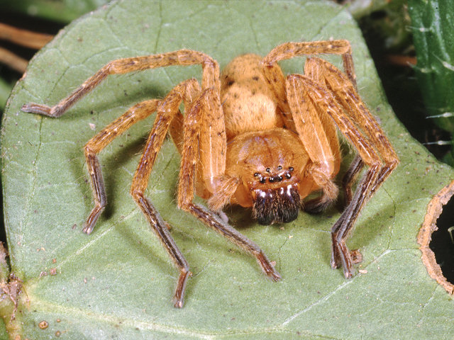 Amblyocarenum sp., Olios argelasius e Lycosa narbonensis